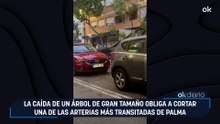 La caída de un árbol de gran tamaño obliga a cortar una de las arterias más transitadas de Palma