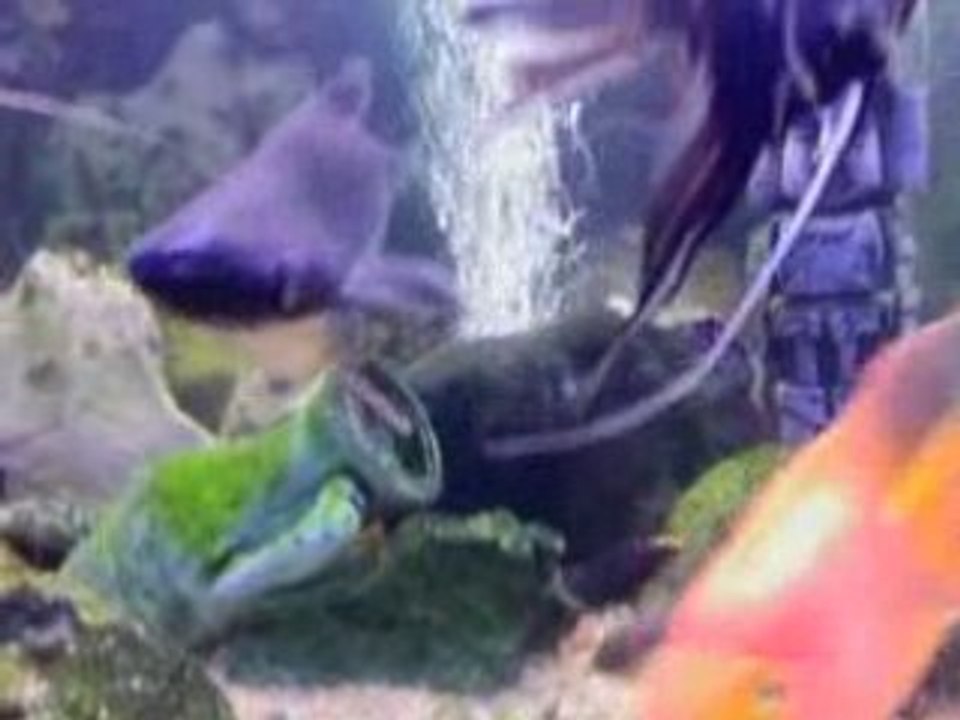 MON AQUARIUM1