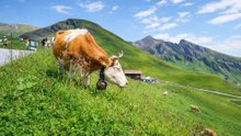 Full HD Bachalpsee Switzerland: Can You Reach the Top?