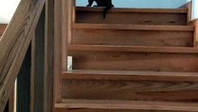 That look says: ‘Who are you again?’ 😆 We’ll get to know each other soon enough. #cats #funnycats #catlovers