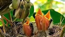 Bird Watching Diaries: Explore Amazing Birds with