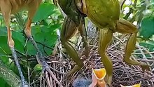 Bird Watching Diaries: Explore Amazing Birds with