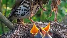 Bird Watching Diaries: Explore Amazing Birds with
