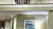 Cat jump scare 🐱