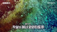 작살의 해녀 '와와타토푸'! 그들을 만나러 동티모르로 떠난다!