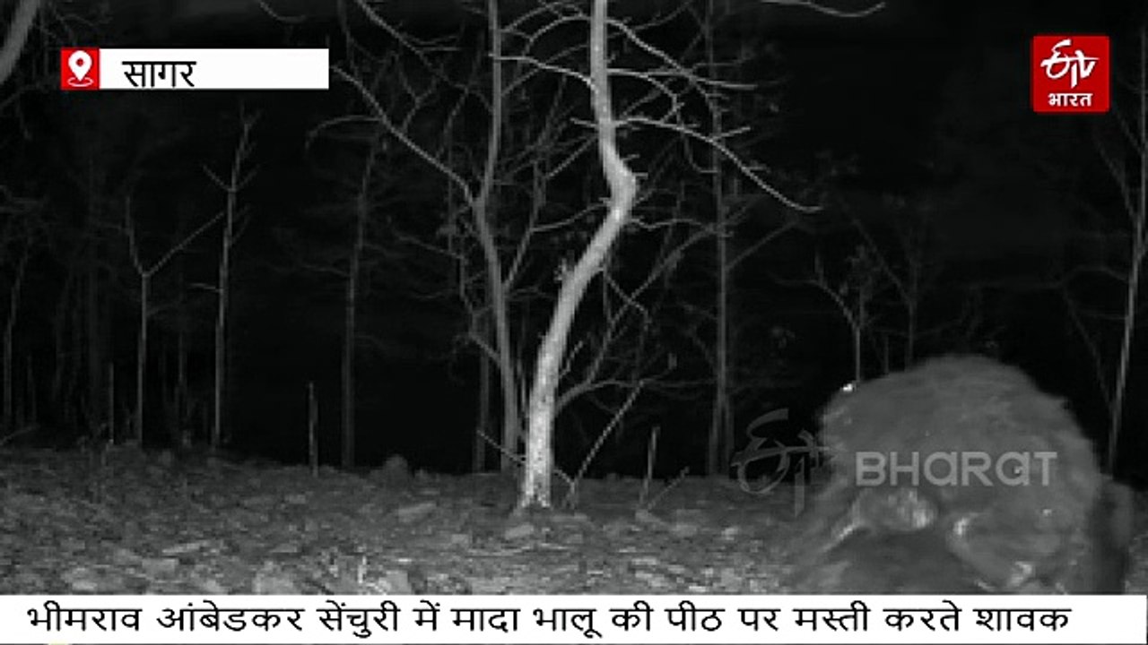 आधी रात को घनघोर जंगल में खूंखार जानवर निकले शिकार पर, नाइट विजन कैमरे में कैद