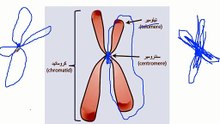 عقدة كمية DNA انتهت! شرح ممتع وحل أفكار المستويات العليا