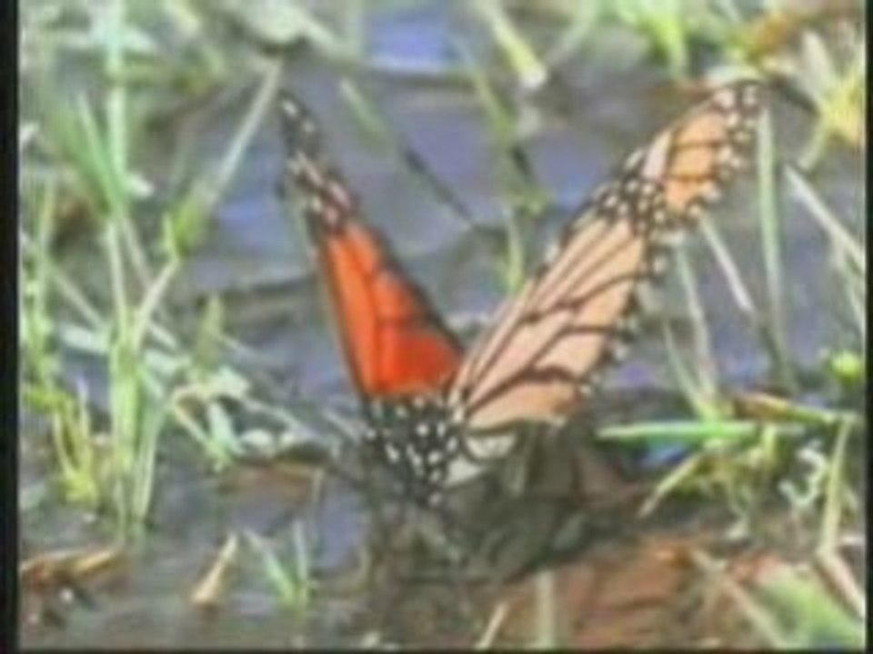 L'évolution? à deux vitesse. Le monarque.