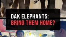 25-year deal for Taiping elephants in Japan 'too long', says group