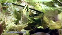 奥卡万戈三角洲的水下世界