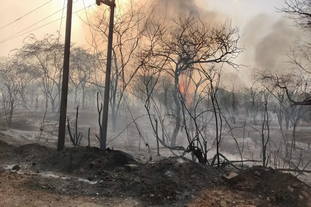 Video: इंदिरा गांधी नहर के पास वन पट्टी में लगी भीषण आग, वन संपदा जलकर राख