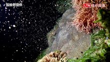 獨家》墾丁海底星空大爆發！媽祖生「珊瑚產卵」 粉紅煙花驚豔
