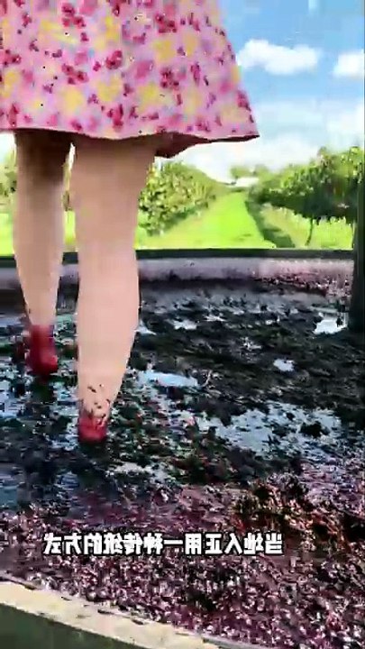 How to make grape juice by crushing it with your feet #vairel#juice#trending