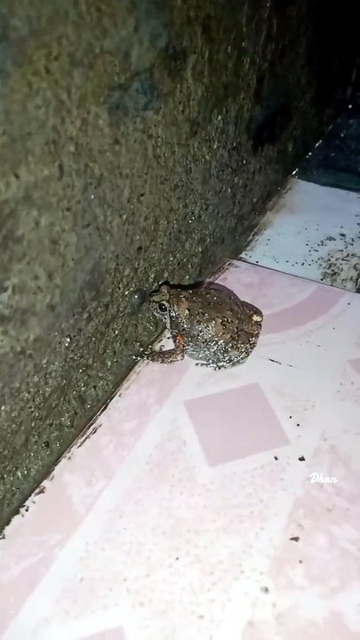 Frog