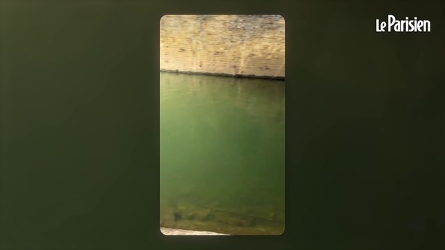 Paris : l'incroyable sauvetage d'un chien tombé dans la Seine