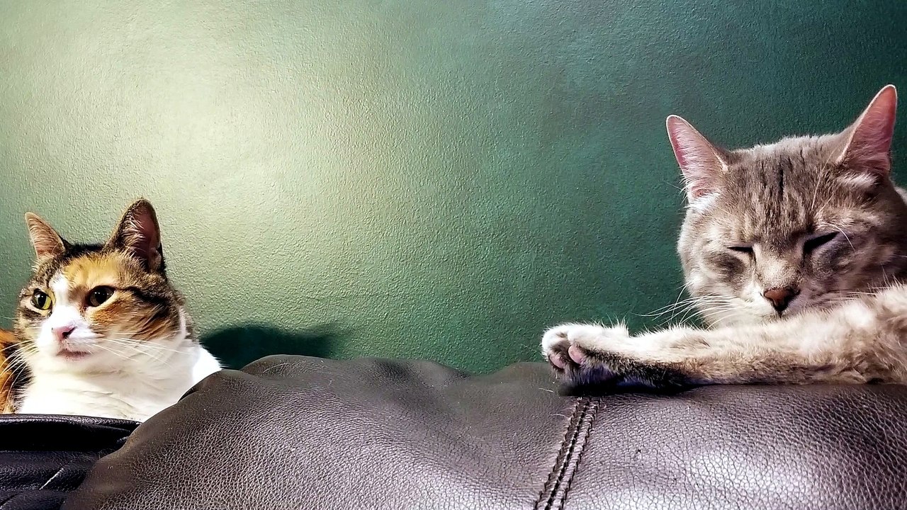 "If I fits in the virtual box created by a shadow, I sits." | #SparklegleamFarm #Elsie #farm #LadyChunkerella #cats #catlife #cute