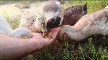 Cute Ducks Eating From My Hand 🦆 _ Goose Babies Running Towards Me _ Relaxing Farm Life