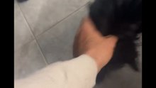 Agozzino Alfredo story  con zaky e arnold