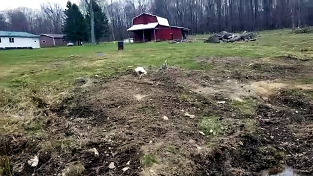 The watering hole is great and all, but it has nothing on amazing dirt. | #SparklegleamFarm #Lemongrab #Tooey #farm #geese #farmanimals #UNACCEPTABLE #cute