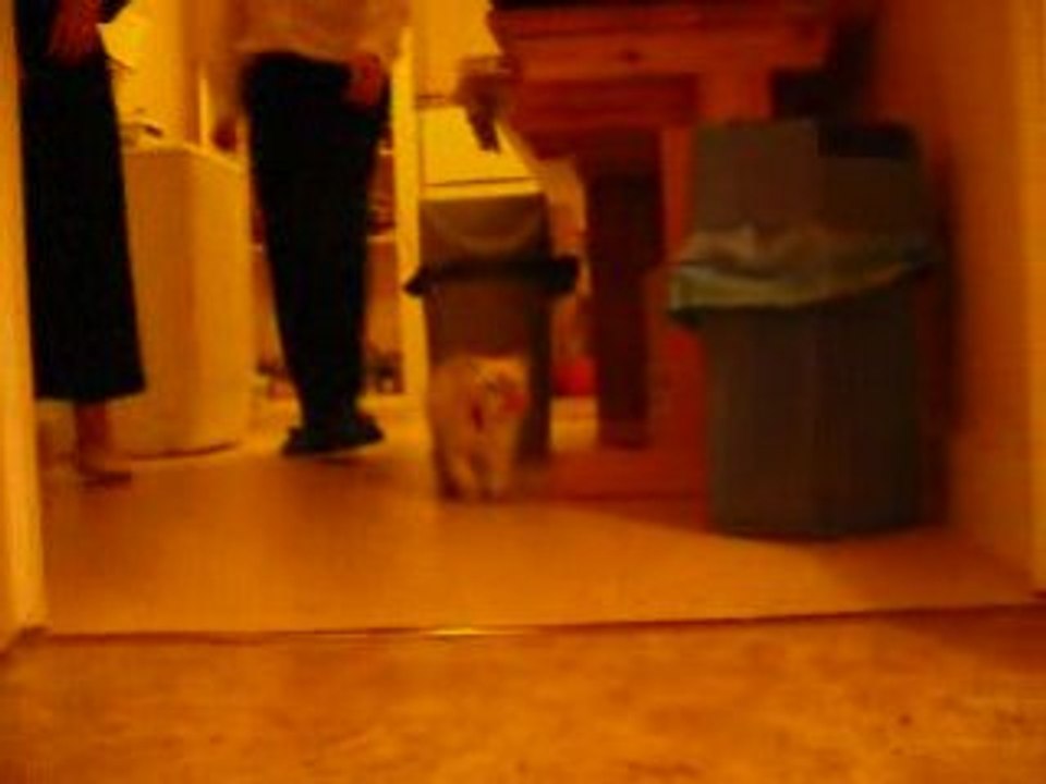 Dizzy le chat-toutou