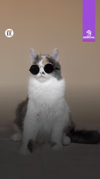 Fama y seguidores: la nueva economía alrededor de las mascotas en redes sociales