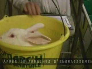 Lapin : garanti 100% cage