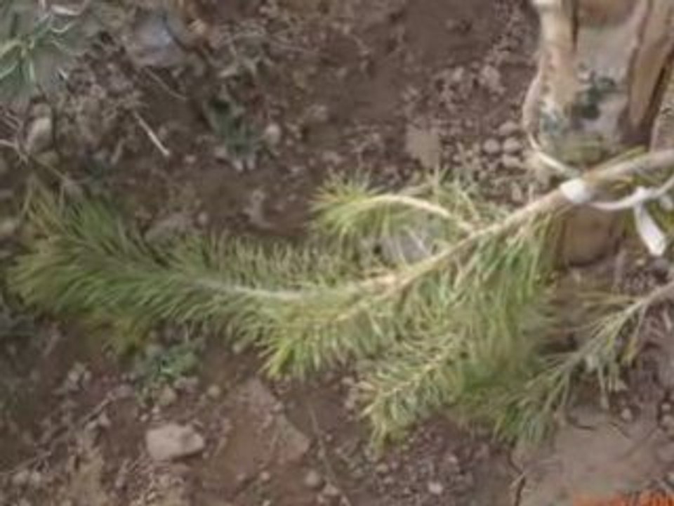 ÖZLÜCE KÖYÜ RESİM SLAYT 2008 BAHAR