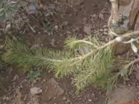 ÖZLÜCE KÖYÜ RESİM SLAYT 2008 BAHAR