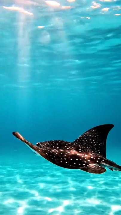 The Bird of the Ocean: Spotted Eagle Ray! 🦅🌊#Animalfacts#wildlife#ayeshazoologistmk