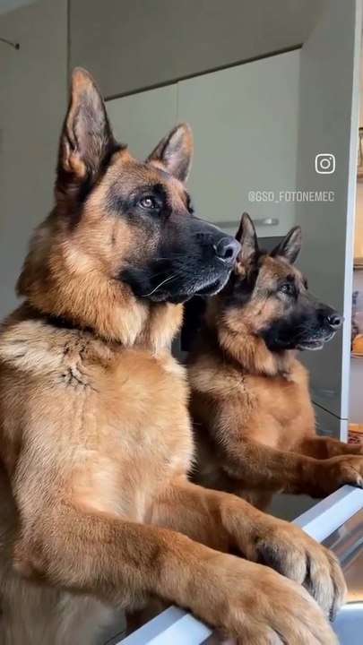 Funny German shepherd dog #cute German shepherd family🐾🐶