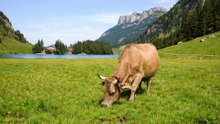 Seealpsee Switzerland: A Stunning Alpine Lake Experience in 8K
