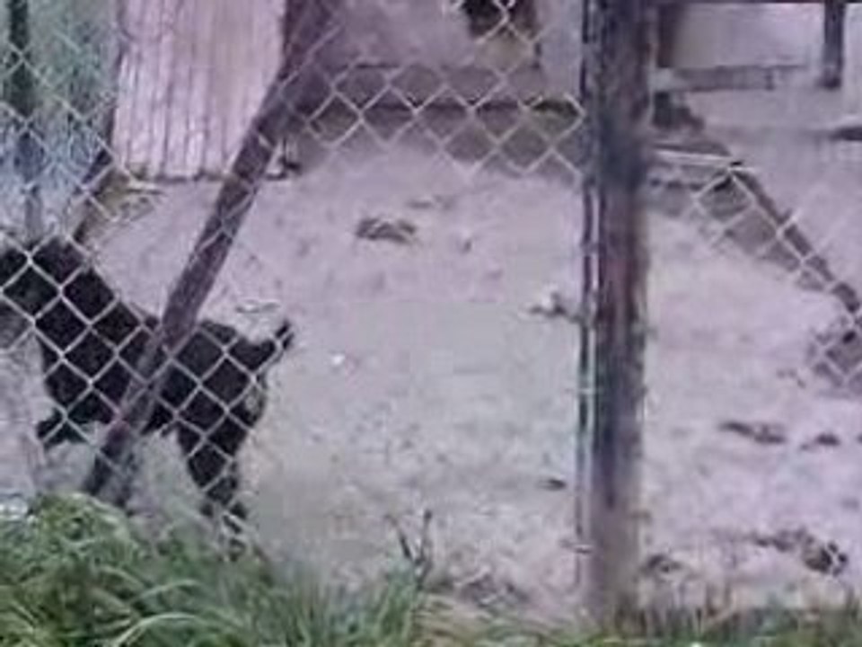 Entrainement JO chien part2