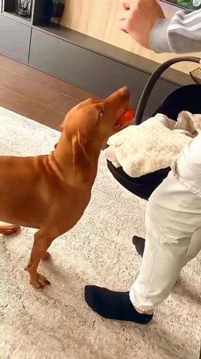Un chien c est aussi un membre de la famille