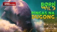 Friendly dugong na si 'Pingas' ng Calauit Island, Palawan | Born To Be Wild