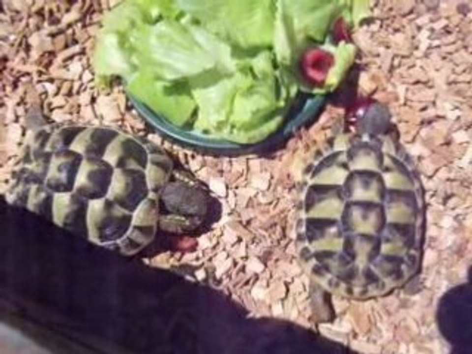 Tortues130608