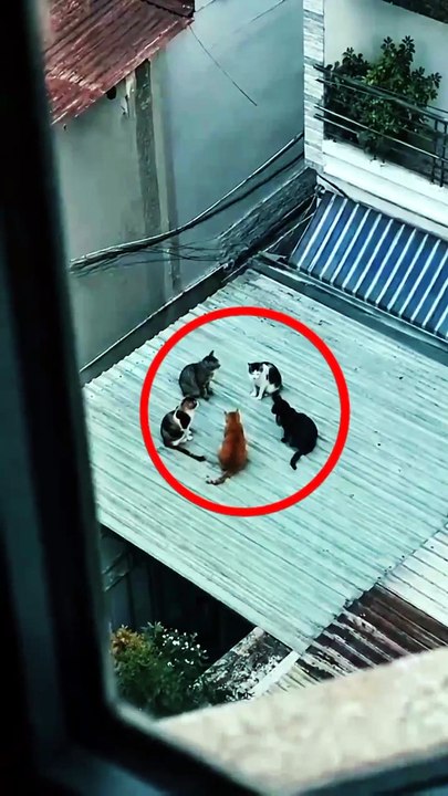 Cats Having a Serious Meeting 😂🐈