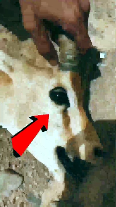 Deer Was Dying of Thirst 🥺🦌