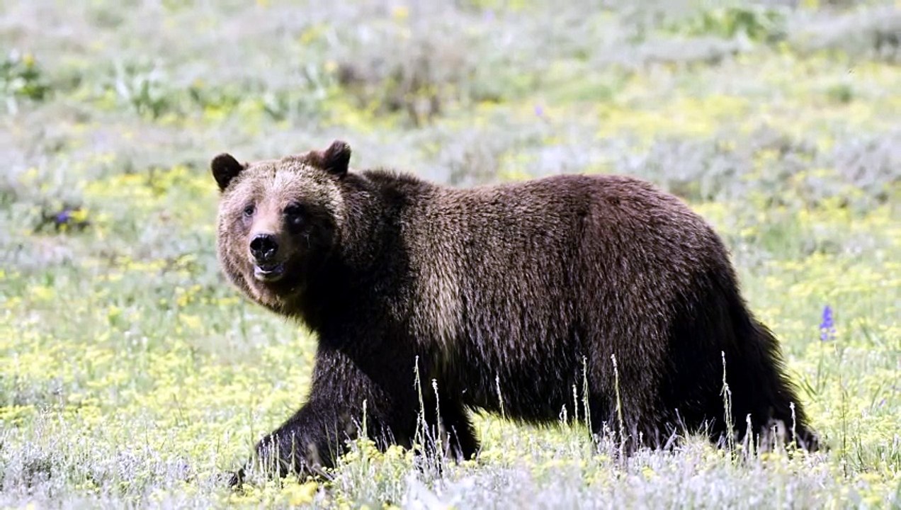 Bears