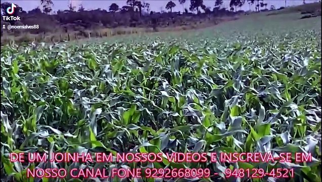 FAZENDA COM 1550 ALQUEIRÃO A VENDA CMC