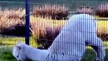 "See Karl, the grass is definitely greener on the other Side!!"