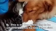 😻 JOIN THE CAT COMMUNITY (CatsWithDogs)