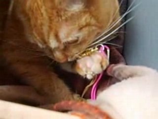 lola qui lèche l'élastique xD