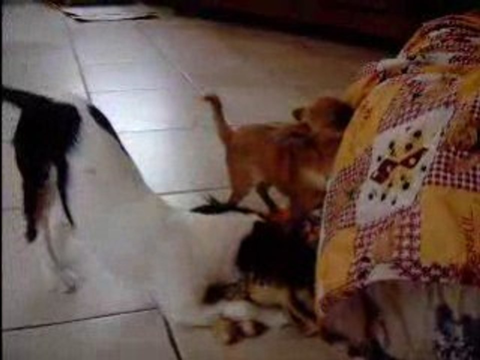 Vidéo de Daragone et Dipsy