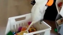 Feathered Comedians