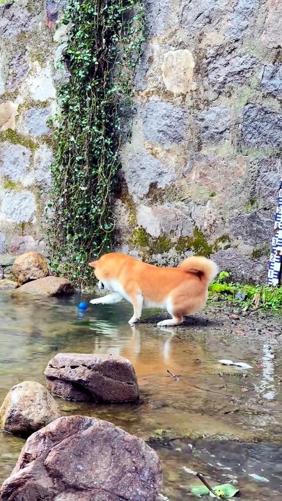 Le Shiba ne lâche pas sa balle dans l’eau 😤