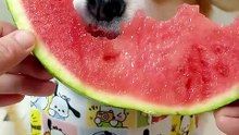 今天吃treetree西瓜🍉 - 小红书