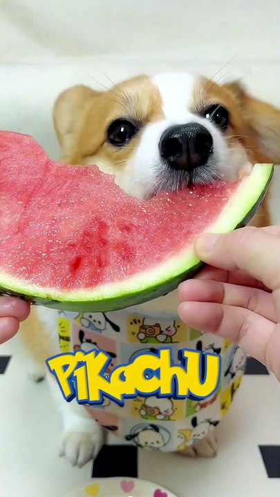 Mon Corgi a une technique secrète pour manger la pastèque 😂