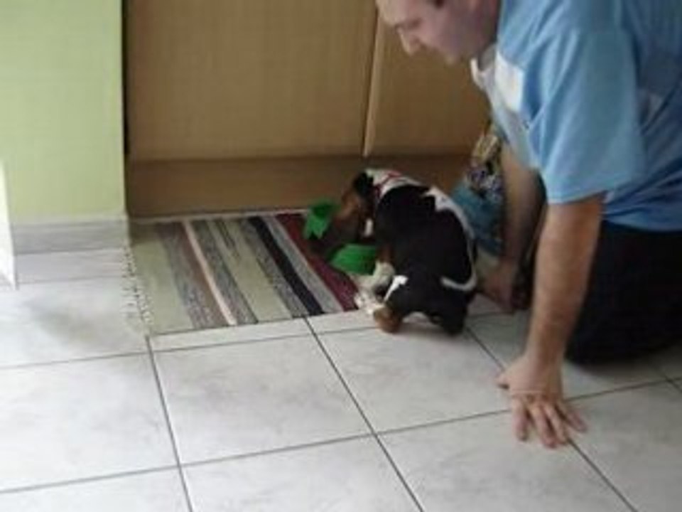 Mon basset hound Napoléon