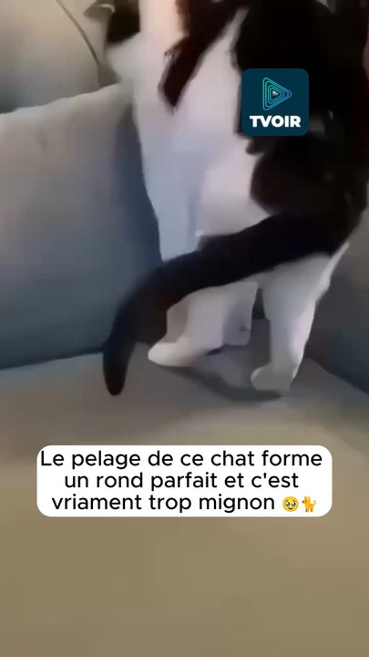 Les chats savent comment nous émerveiller 😻