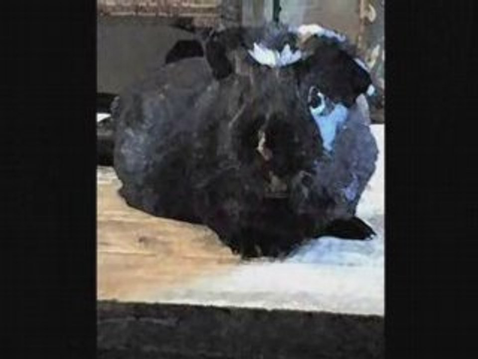 pr ma choupette hell é pa morte mai bon!!!lOol